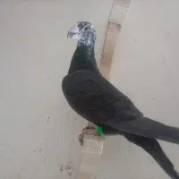 کبوتر پلاکی و بهبهانی