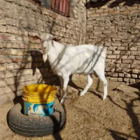 چبش چاق و ۲ بزغاله نر چاق|حیوانات مزرعه|قائن, |دیوار