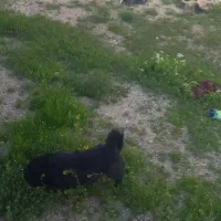 پاکوتا سیاه نر 14ماهه واکسن خورده بسیار بازی کوش