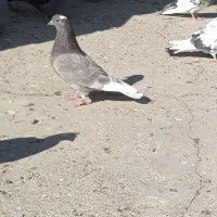 کبوتر پرشی|پرنده|زابل, |دیوار