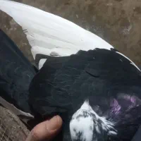 کفتر اصیل پریده جوون