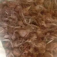 پیاز زعفران تناژ
