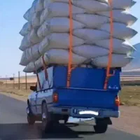 کاه گندم خورد شده
