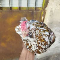 تخم نطفه دار و جوجه زیر مرغی نژاد گلین لری