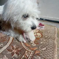 واگذاری سگ|سگ|فولادشهر, زاینده رود|دیوار