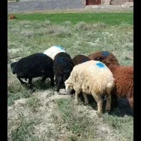 بره نر معاوضه با ماشین تیبا دو مدل ۹۷ در رنج خودش