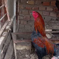 لطفا ب عکس توجه کنید