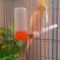 فروش عروس هلندی