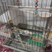 عروس هلندی مولد با جوجه