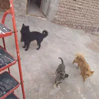 توله افغان دوماه وپامر رو باهی