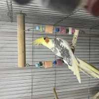 عروس هلندی دستی با قفس