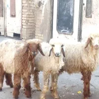 بره