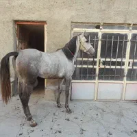 اسب کرد|اسب و تجهیزات اسب‌سواری|سنندج, |دیوار