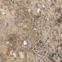 زمین کشاورزی