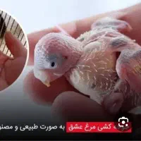 جوجه مرغ عشق