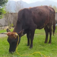 گاو محلی شکم دار