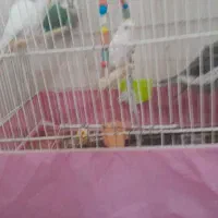 پرنده|پرنده|قم, شهرک فاطمیه|دیوار