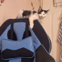 واگذاری گربه|گربه|تهران, جوادیه تهرانپارس|دیوار