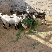 گوسفند|حیوانات مزرعه|سراوان, |دیوار