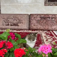 گربه ی واگذاری از نژاد پرشین