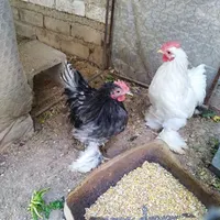 خروس کوشین اذان مرغ گیر