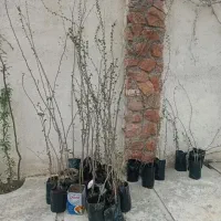 نهال نارون