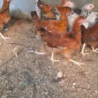 جوجه های گلپایگانی