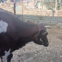 گاو جوان|حیوانات مزرعه|مهران (ایلام), |دیوار