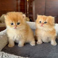 مجموعه گربه‌های زیبا (پرشین و بریتیش و اسکاتیش )