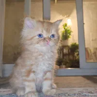 گربه پرشین ماده واگذاری