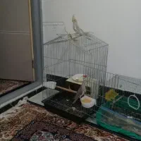 قفس