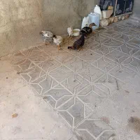 مرغ و خروس اردک