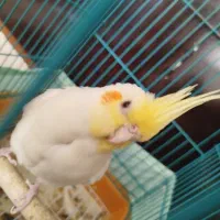 عروس هلندی جفت