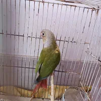 طوطی|پرنده|نیشابور, فضل|دیوار