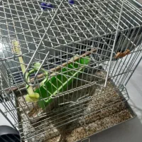 قفس پرنده|لوازم جانبی حیوانات|اصفهان, باغ دریاچه|دیوار