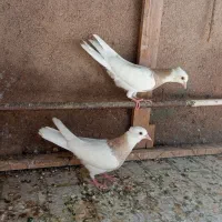 کفتر جوجه طوقی  کارتنی هفت‌رنگ|پرنده|مشهد, رباط طرق|دیوار