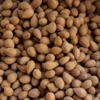 بادام کوهی(الوک)