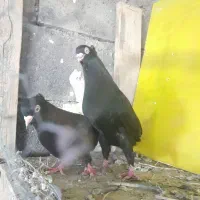 صرب سرخ|پرنده|اصفهان, عباسآباد|دیوار