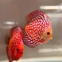 ماهی دیسکس با بیشترین تنوع نژادی در مشهد- فلاور|ماهی|مشهد, آزادشهر|دیوار