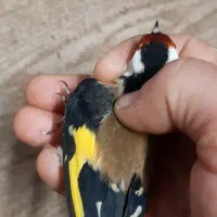 سهره رسمی نر ضمانتی|پرنده|مشهد, حسینآباد|دیوار