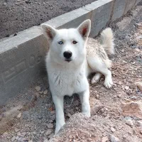 دو رگ|سگ|مشهد, بهشت|دیوار