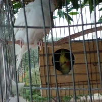 عروس هلندی|پرنده|بهبهان, |دیوار