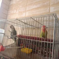 فروش مناسب طوطی برزیلی|پرنده|اصفهان, خوراسگان|دیوار