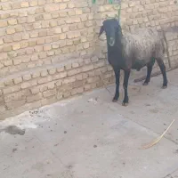 بره نر 60کیلو|حیوانات مزرعه|کرج, برغان|دیوار