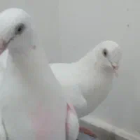 کبوتر