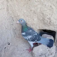 یک عدد ابلغ میکس اردن مسافتی فروشی