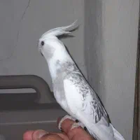 عروس هلندی
