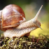 حلزون آلبینو و آچاتینا