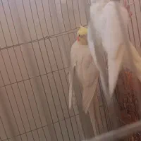 عروس هلندی|پرنده|میاندوآب, |دیوار