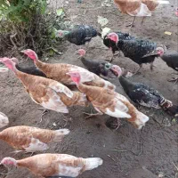 بوقلمون